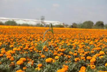 Con el Día de Muertos a la vuelta de la esquina, los canales y mercados de la zona de Xochimilco se pintan en su totalidad del clásico anaranjado.