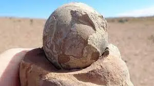 De acuerdo a los científicos, la primera aparición de restos huevos fosilizados en el parque Los Girasoles.