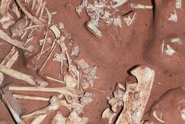 El dinosaurio descubierto es distinto a todas las especies encontradas en Brasil hasta ahora. Los paleontólogos, sorprendidos por la falta de dientes, levantaron dudas sobre la alimentación de la nueva especie.