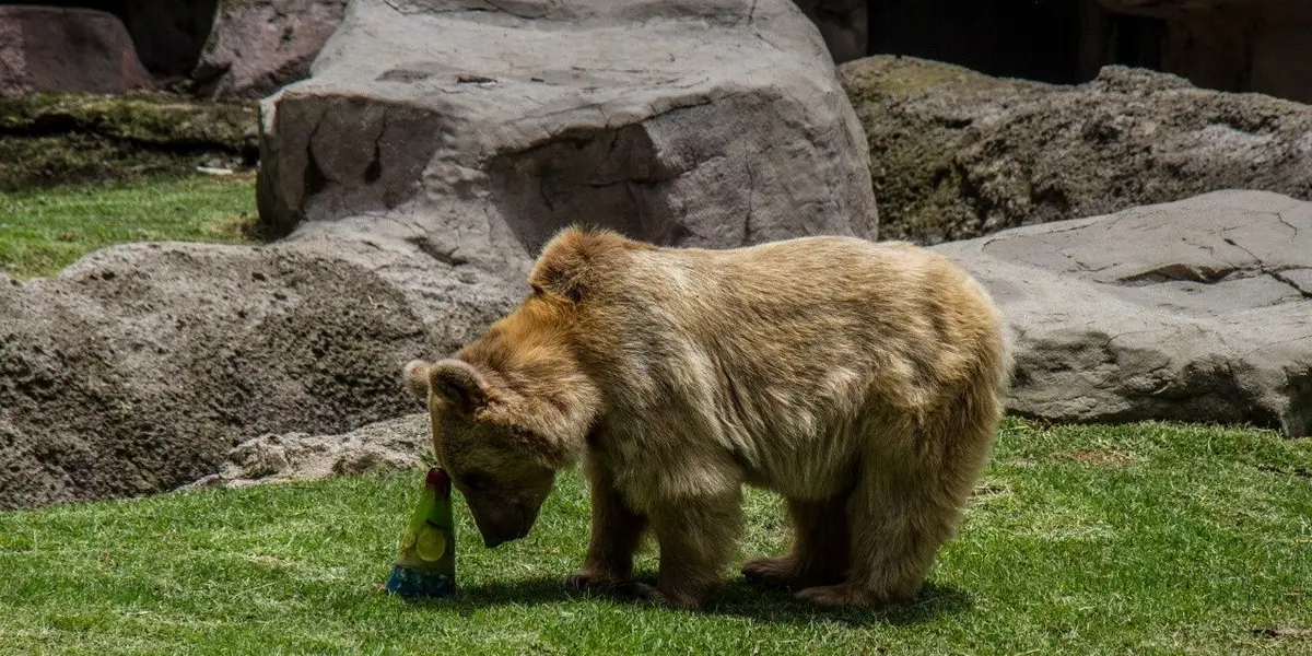 La Secretaría del Medio Ambiente (Sedema) de la Ciudad de México lamentó el fallecimiento de Carlos, uno de los osos de anteojos más longevos del Zoológico de Chapultepec.