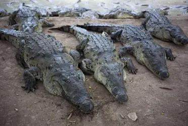 Un biólogo de Estados Unidos decidió filmarse mientras retiraba a un grupo de cocodrilos de una piscina. La reacción de los animales es increíble.