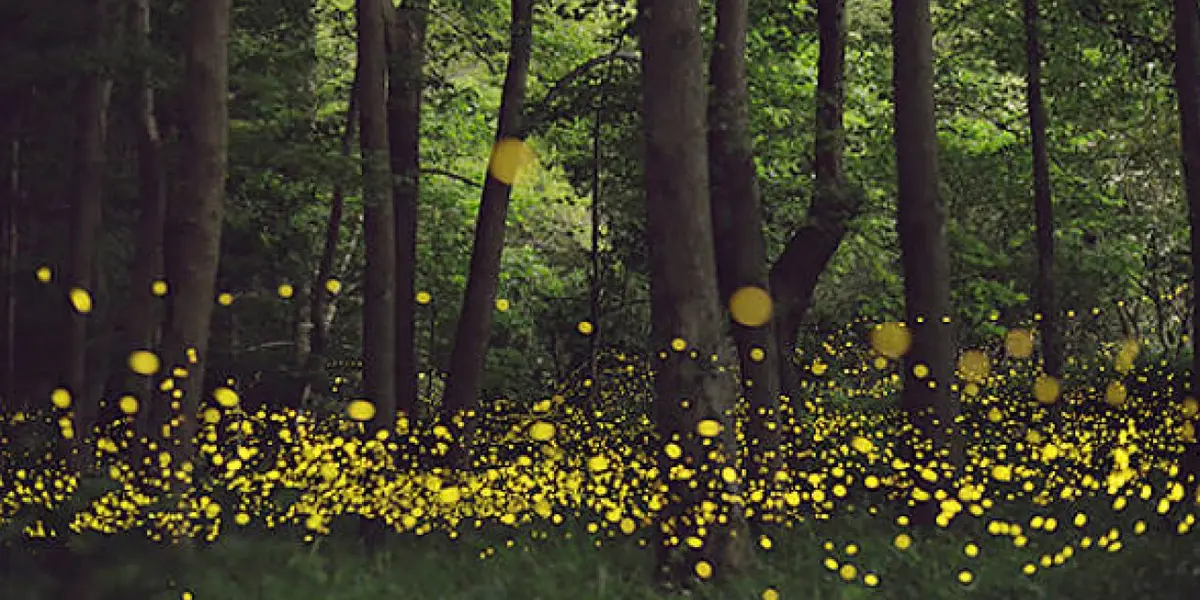 Durante los meses de verano se ve como si las estrellas bajaran al bosque para iluminar todo a su paso. Así que no te puedes perder este lindo espectáculo de la naturaleza, te diremos cuándo y dónde acudir al Santuario este 2022.