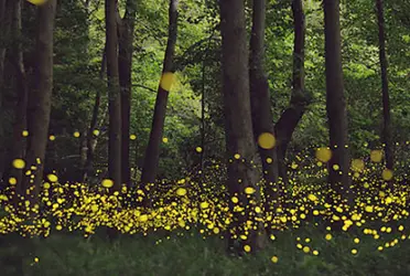 Durante los meses de verano se ve como si las estrellas bajaran al bosque para iluminar todo a su paso. Así que no te puedes perder este lindo espectáculo de la naturaleza, te diremos cuándo y dónde acudir al Santuario este 2022.