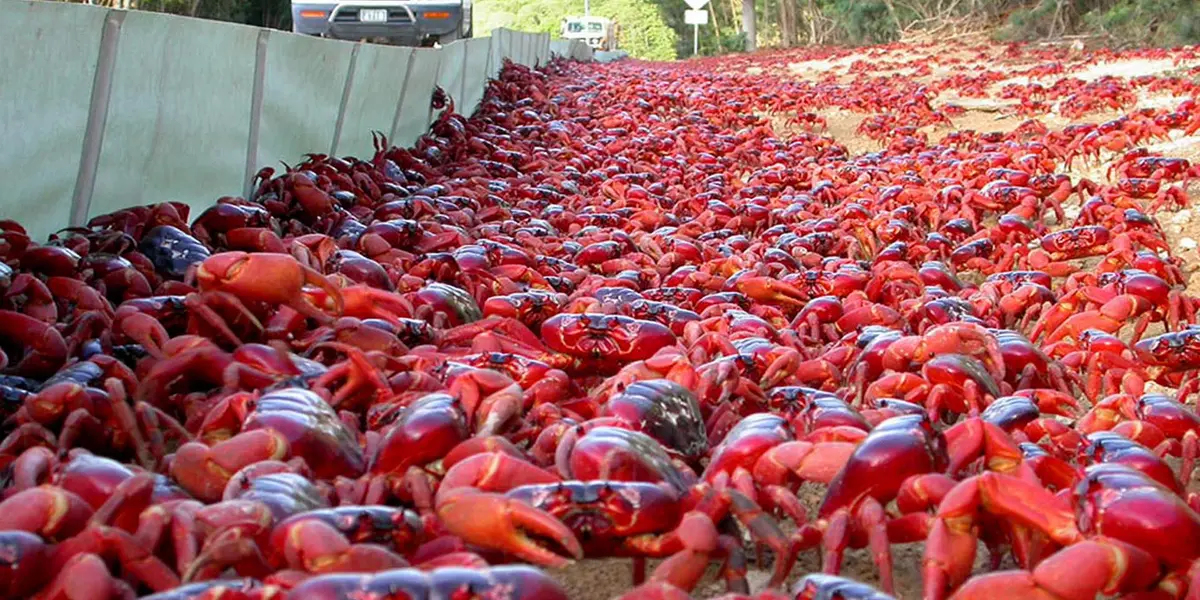 Específicamente, lo anterior tiene lugar en la Isla de Navidad que se ubica en el sur de Indonesia y al extremo noroeste de Australia.