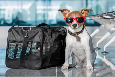 Hasta hace no mucho, los perros tenían que viajar en transportadora junto a todo el equipaje, incidentes populares de aerolíneas extraviando perros o en los que estos salían lastimados e incluso algunos fallecían, cambiaron un poco las cosas y lentamente ahora es posible viajar con ellos en cabina.