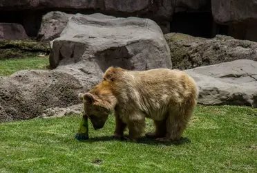 La Secretaría del Medio Ambiente (Sedema) de la Ciudad de México lamentó el fallecimiento de Carlos, uno de los osos de anteojos más longevos del Zoológico de Chapultepec.