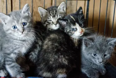 Pese a la fama infundada de estos felinos de ser ariscos, distantes y hasta traicioneros, son animales con una gran sensibilidad, señalaron los especialistas. 