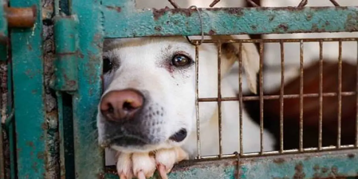 Si sabes de un caso de maltrato animal, actos de crueldad o criaderos clandestinos en la capital capital del país, puedes emitir una denuncia ante la Procuraduría Ambiental y del Ordenamiento Territorial.