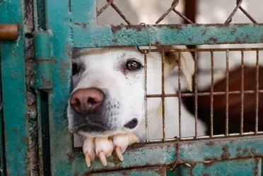 Si sabes de un caso de maltrato animal, actos de crueldad o criaderos clandestinos en la capital capital del país, puedes emitir una denuncia ante la Procuraduría Ambiental y del Ordenamiento Territorial.