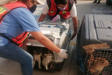 Tras el incendio en el mercado de Sonora en el Centro Histórico de la CDMX el pasado 5 de noviembre, hay un tema que salió a flote y es que muchos animales sufrieron las consecuencias del incidente debido a que se encontraban enjaulados para su venta en este mercado.