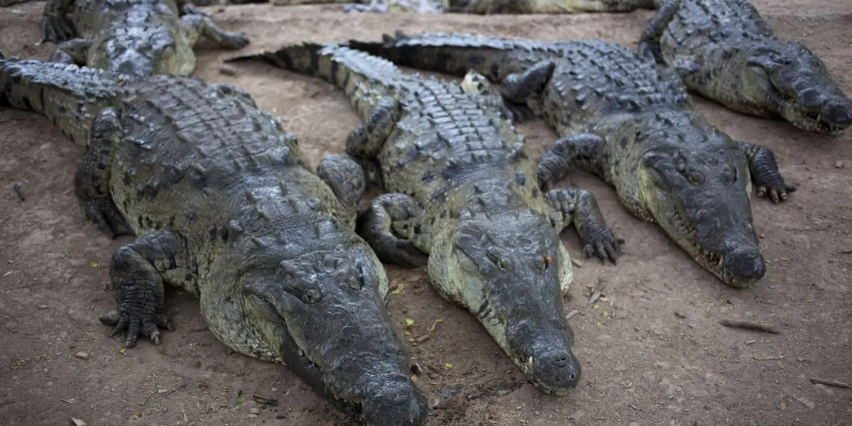 Un biólogo de Estados Unidos decidió filmarse mientras retiraba a un grupo de cocodrilos de una piscina. La reacción de los animales es increíble.